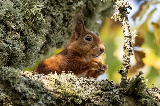 This one was at the top end of Carphin Farm, close to the gate that leads onto Norman's Law.